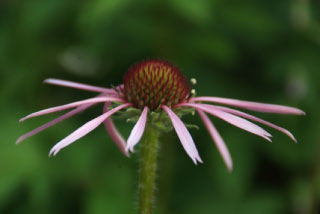 Echinacea pallidaZonnehoed bestellen